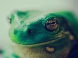 rana--frog-free